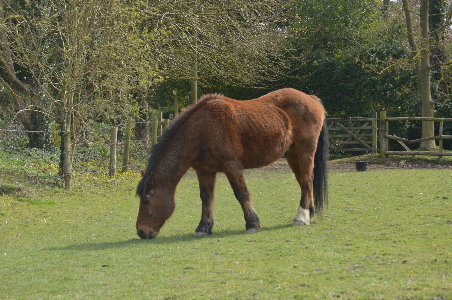 Horsie