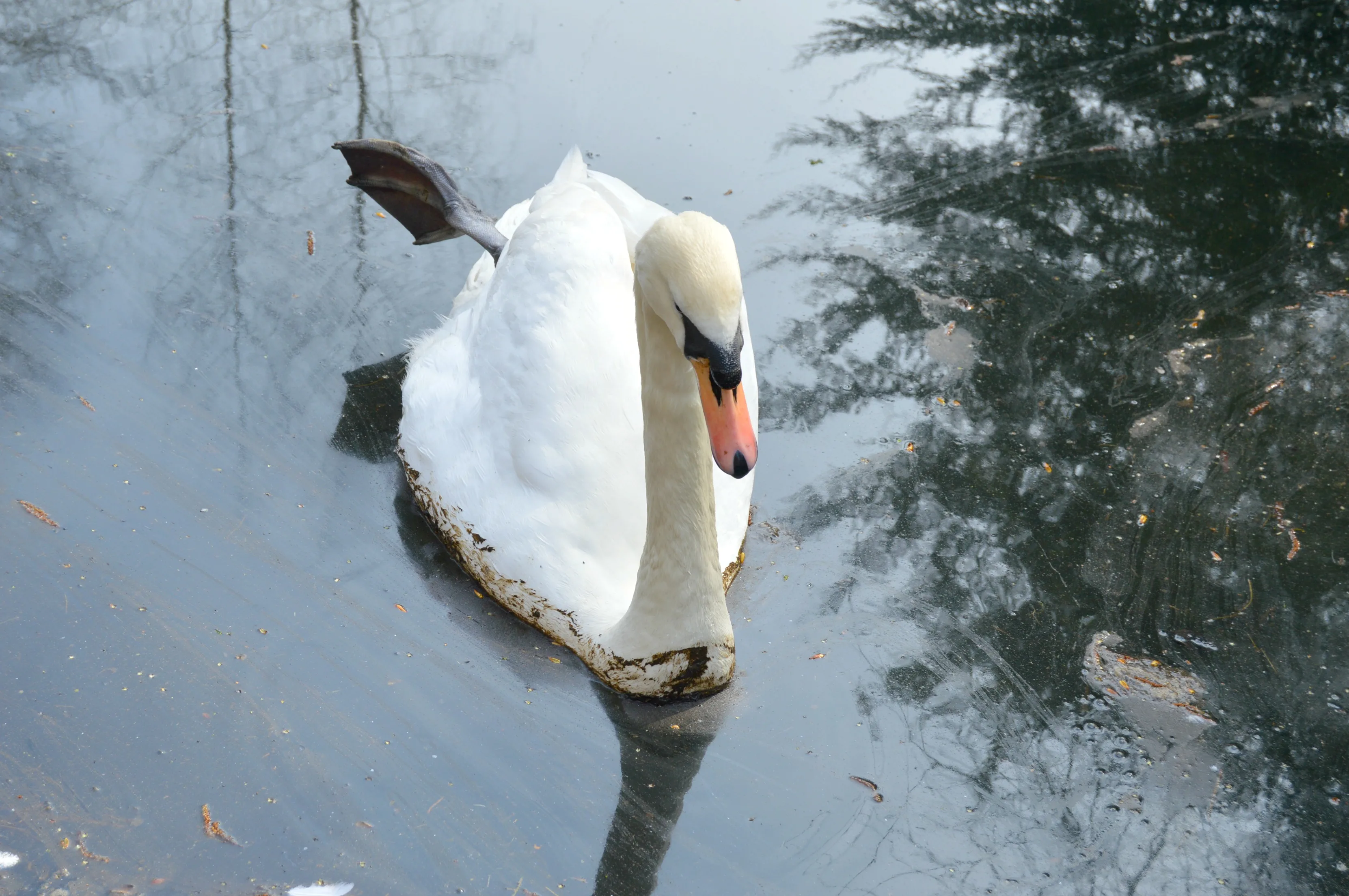 Swan