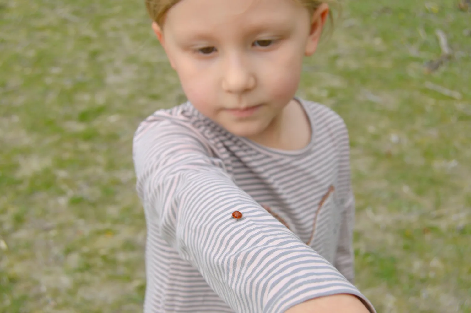 ladybird