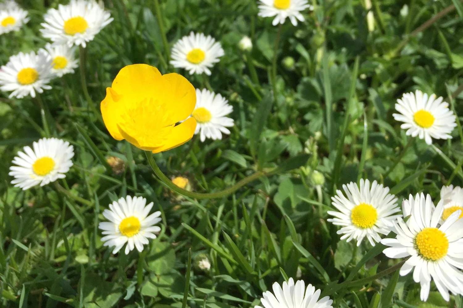 Buttercup