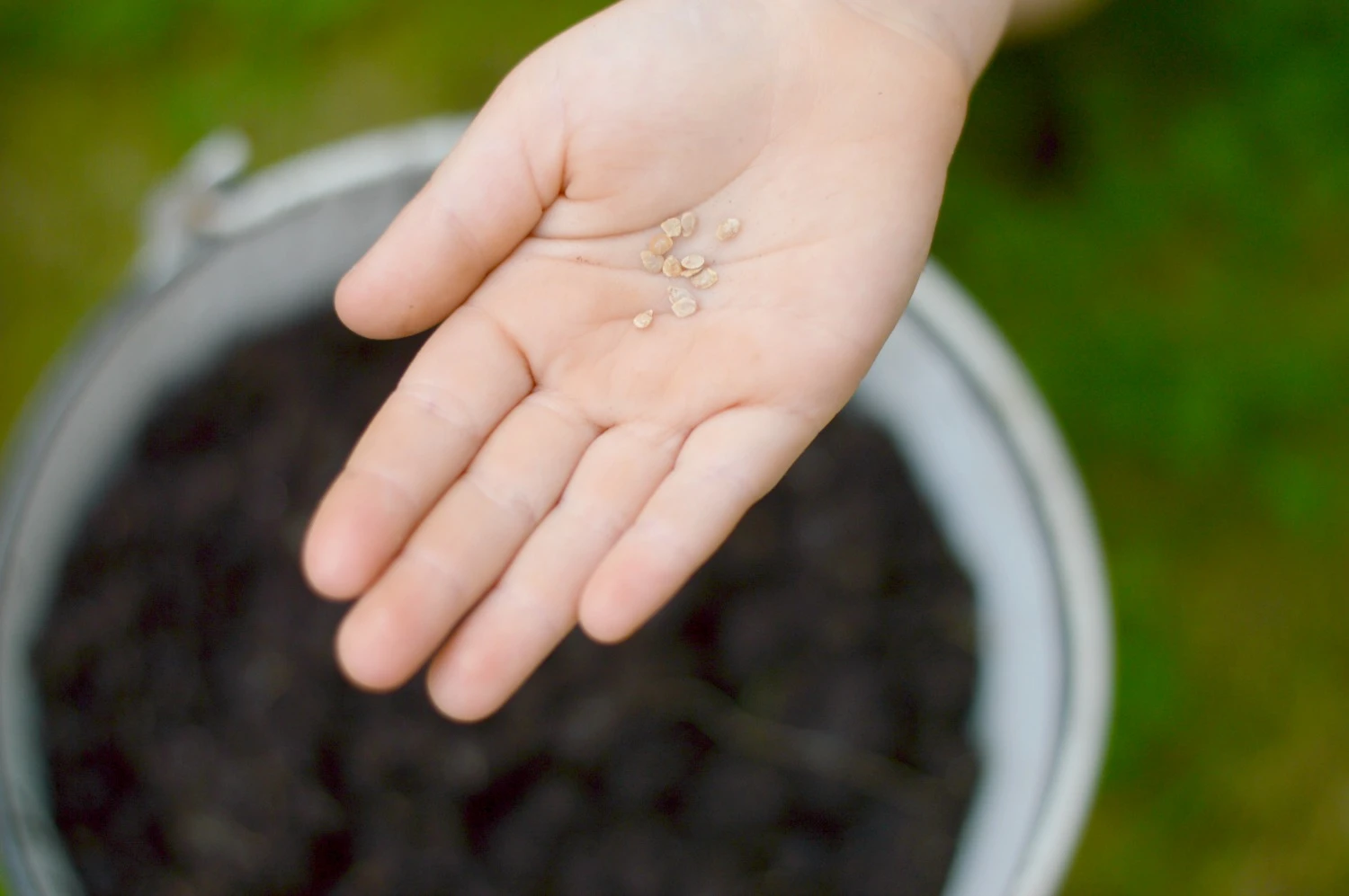 Heinz tomato seeds