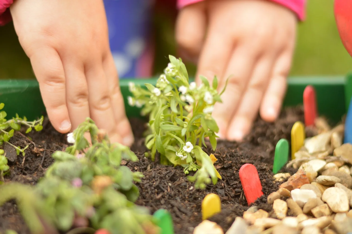 Planting a fairy garden