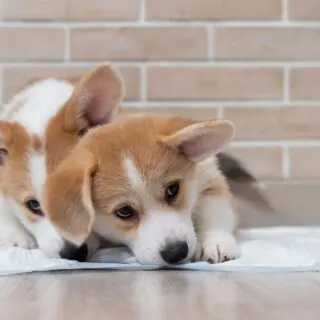 pair of puppies