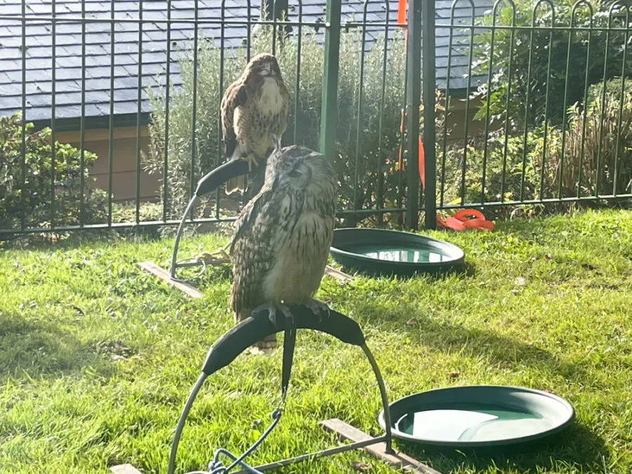 Owls at Watercress Line