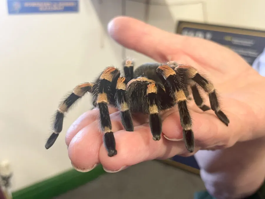 Spider display