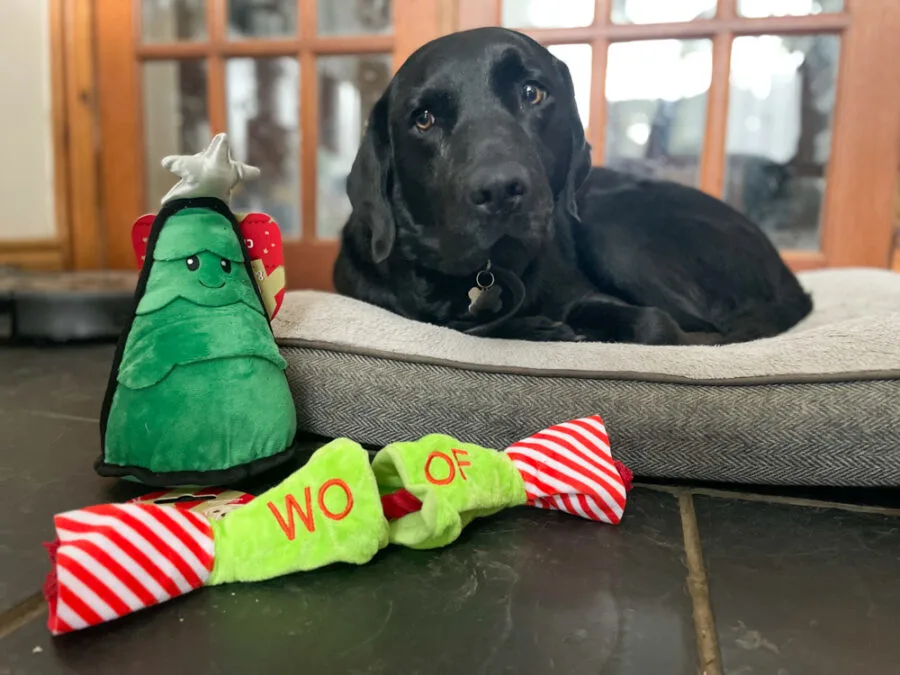 Festive dog toys