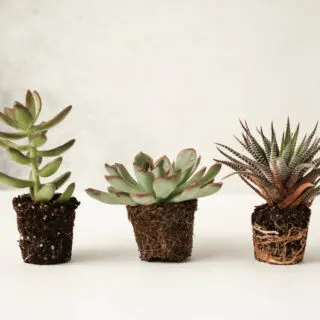 Three succulents ready for planting with roots and a lump of soil on a gray background