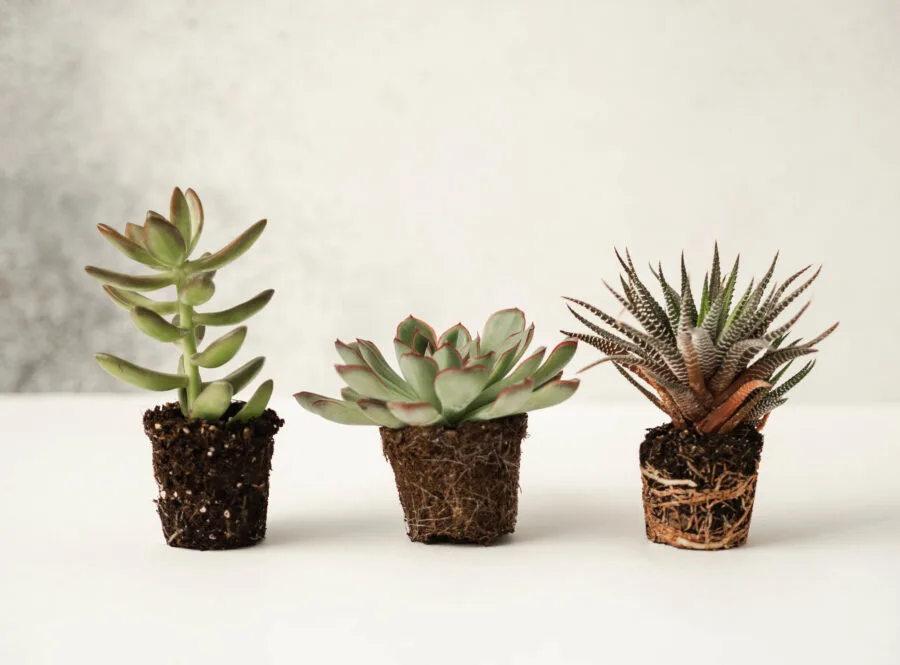 Three succulents ready for planting with roots and a lump of soil on a gray background