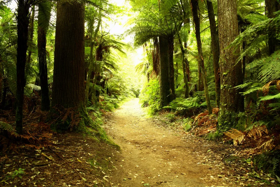 Forest trail