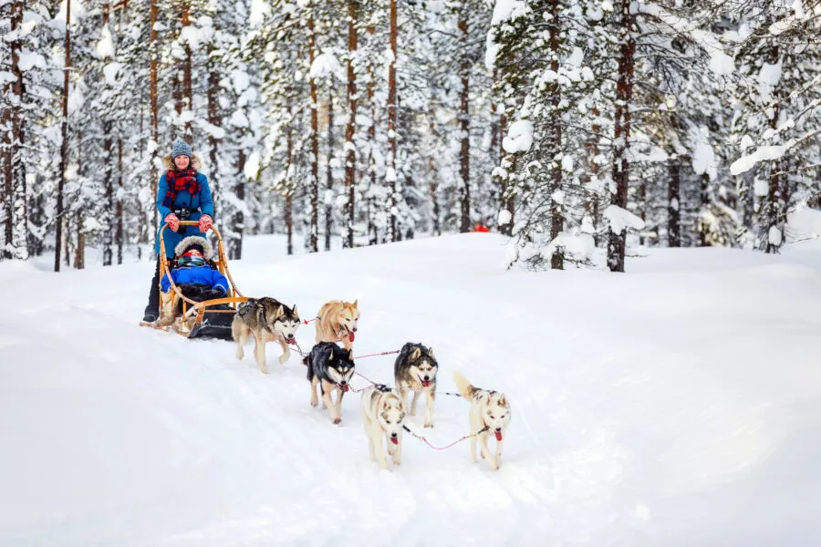 Husky ride Lapland